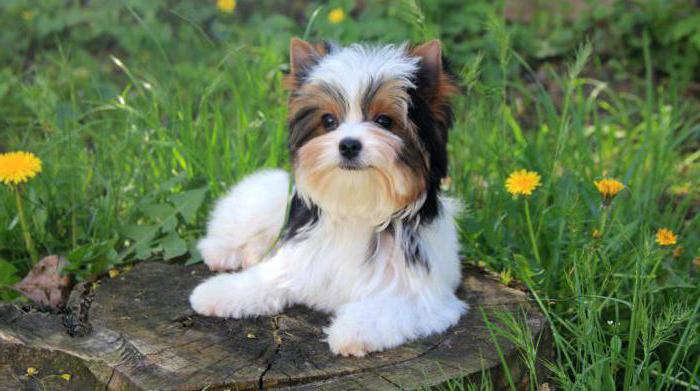 biver yorkshire terrier Opis pasme opis