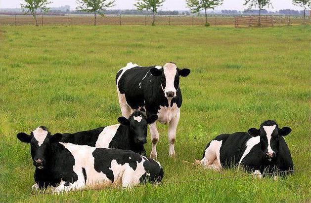 черни разнородни млечни породи крави