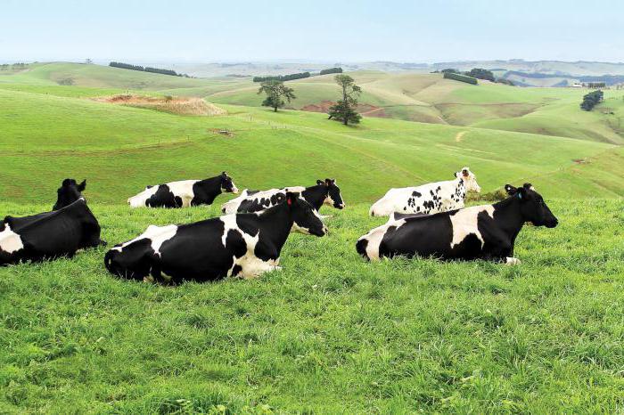 produzione di latte di razza bianca e nera di mucche