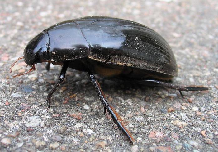голям черен бръмбар