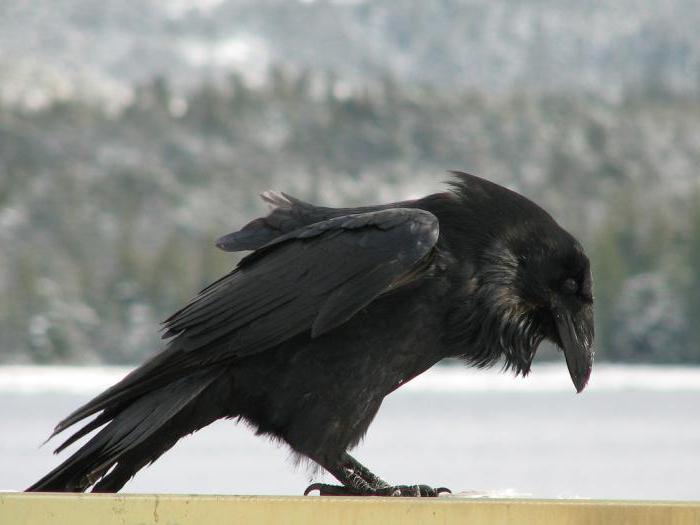 Czarna wrona