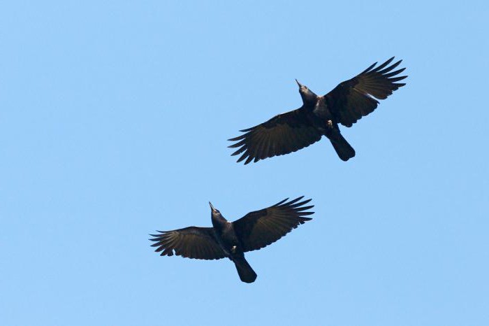 Crows habitat