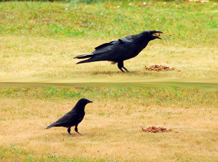 Crow habitat