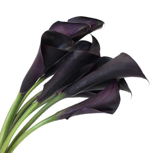 Kwiaty Calla