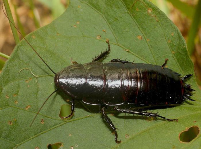 scarafaggio nero