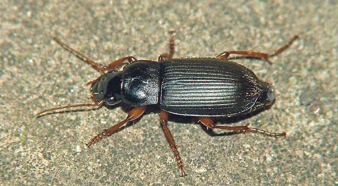 caratteristiche di scarafaggio nero