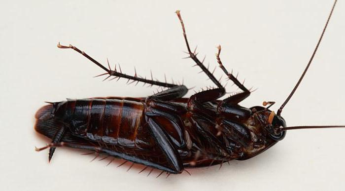 lunghezza scarafaggio nero
