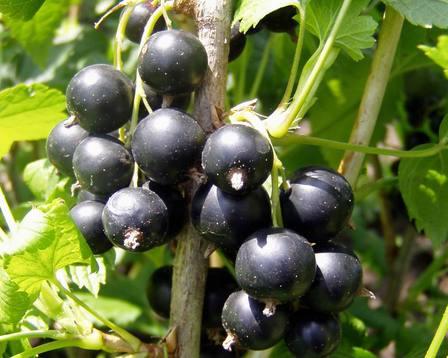 черно френско грозде