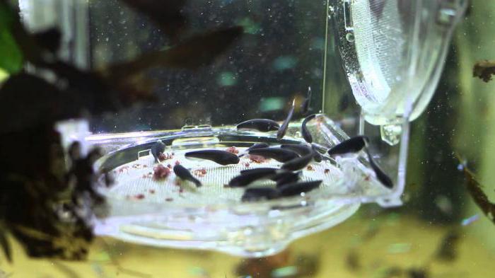 Coltello da pesce allevamento nero