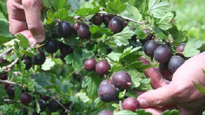 компот от черна цариградско грозде за зимата