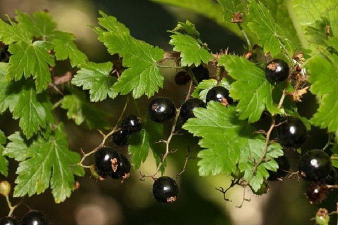 черни рецепти за конфитюр от цариградско грозде
