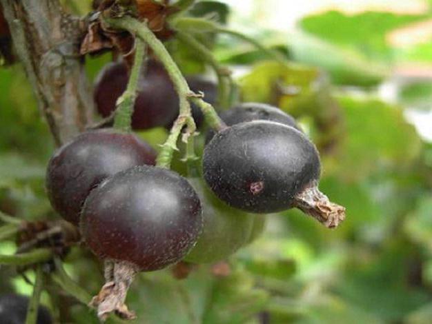 черна цариградско грозде