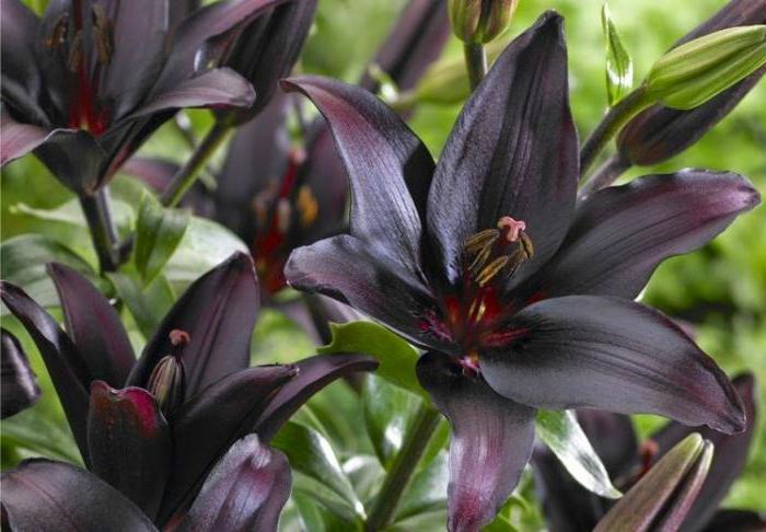Ali v naravi obstaja črna lilija?