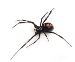 czarna wdowa pająka