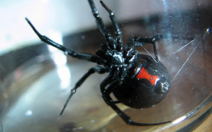 černá vdova pavoučí skus