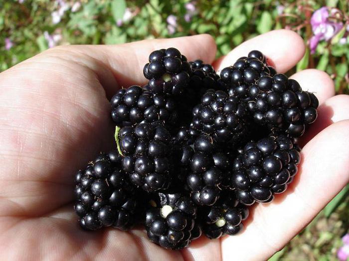 korzyści blackberry dla organizmu
