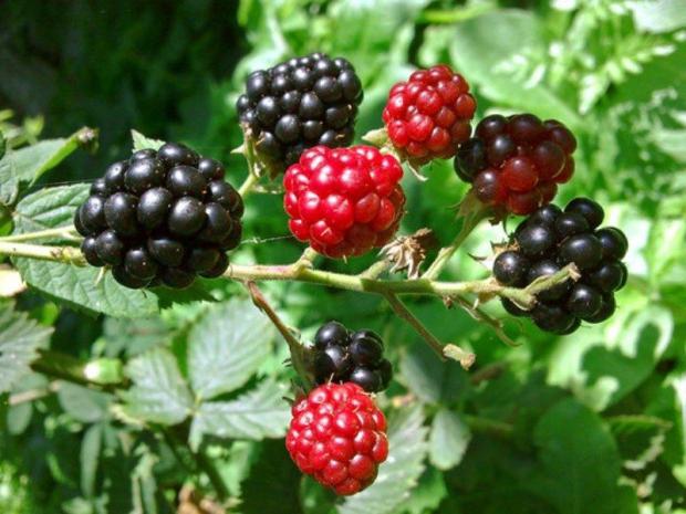 blackberry koristne lastnosti