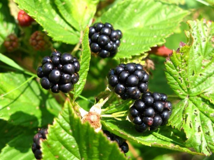 blackberry pušča koristne lastnosti