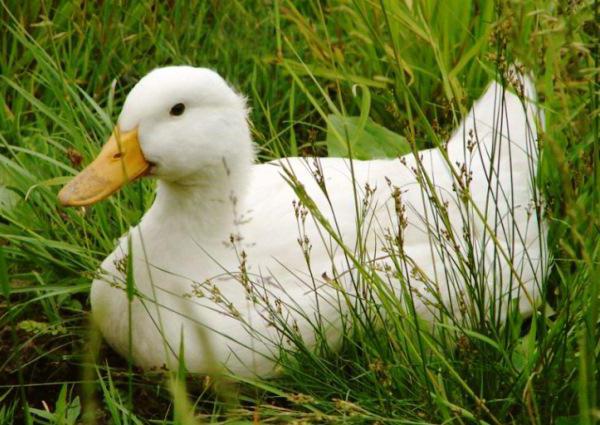 патка Благоварскаиа опис расе