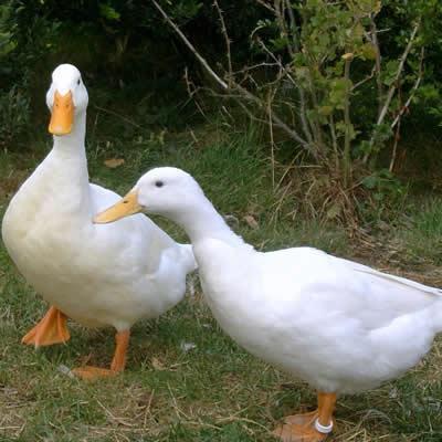 Značajka Blagovarskaya patka
