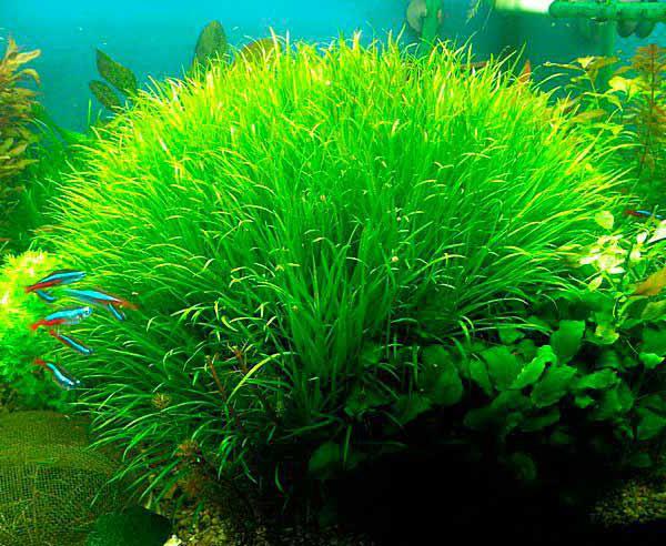 pianta d'acquario giapponese di blix