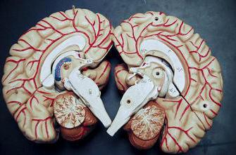 moždani sustav