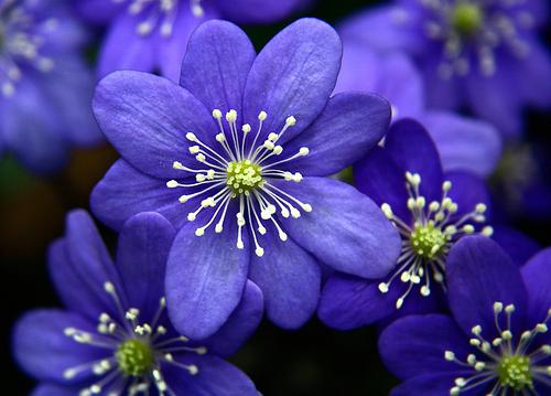modré květy