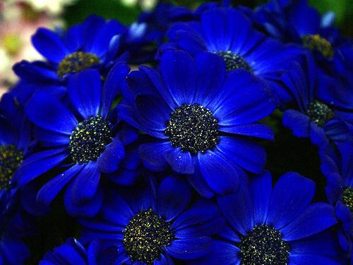 modrý květ