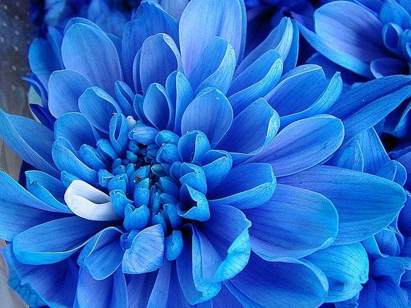 temno modre rože