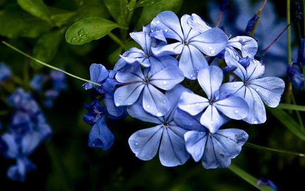 ярко сини цветя