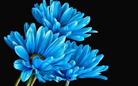 modré názvy květin
