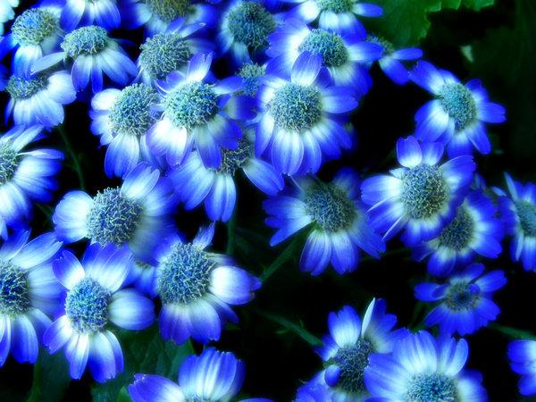 modré květiny co znamená
