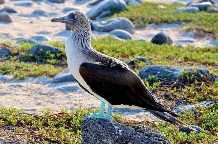 blue-footed booby popis
