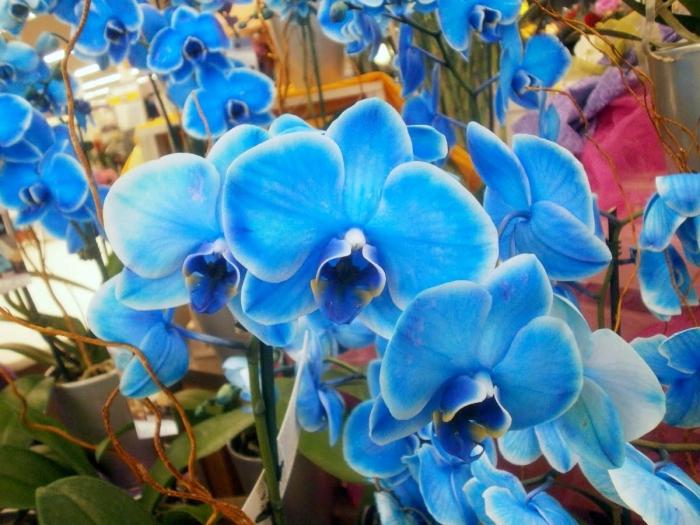 plava orhideja