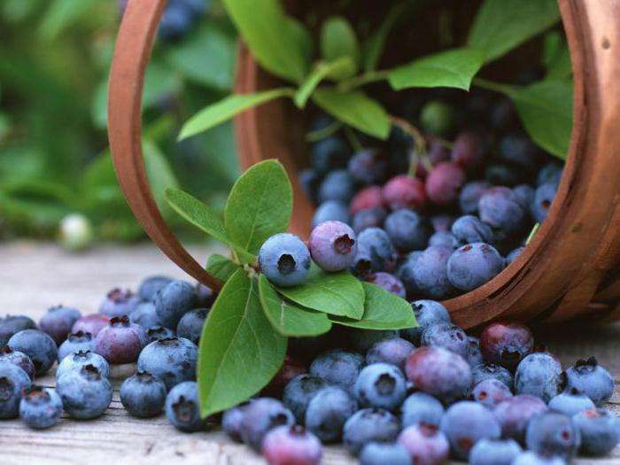 ползи и вреди от ягодоплодни боровинки