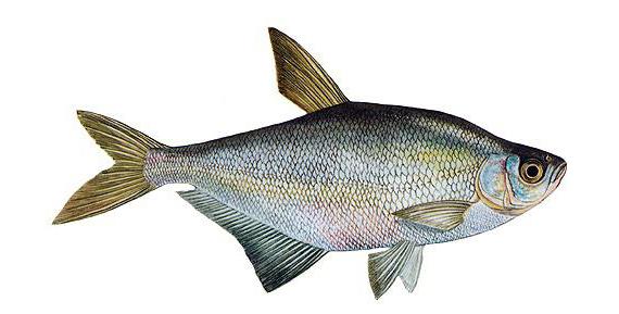 риба Zope