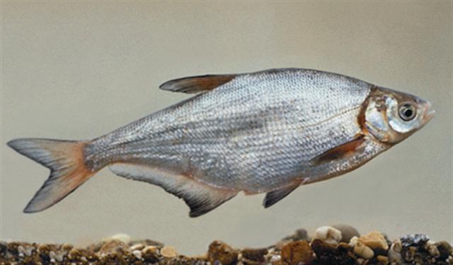 Nidificazione dei pesci cianeti