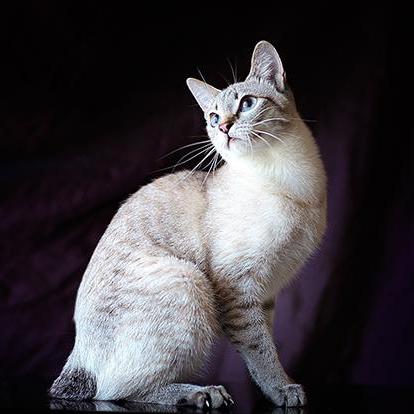 kočka mekongský bobtail