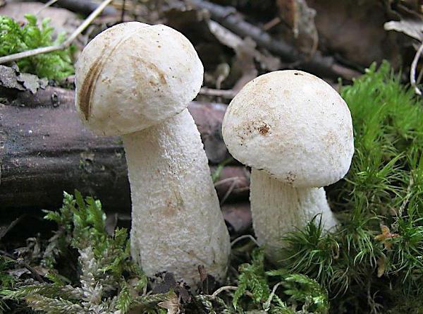funghi aspen e funghi porcini