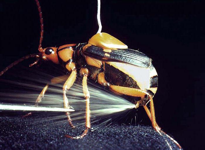 cosa fanno gli scarafaggi bombardieri ai loro avversari