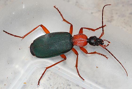 bombardier beetle