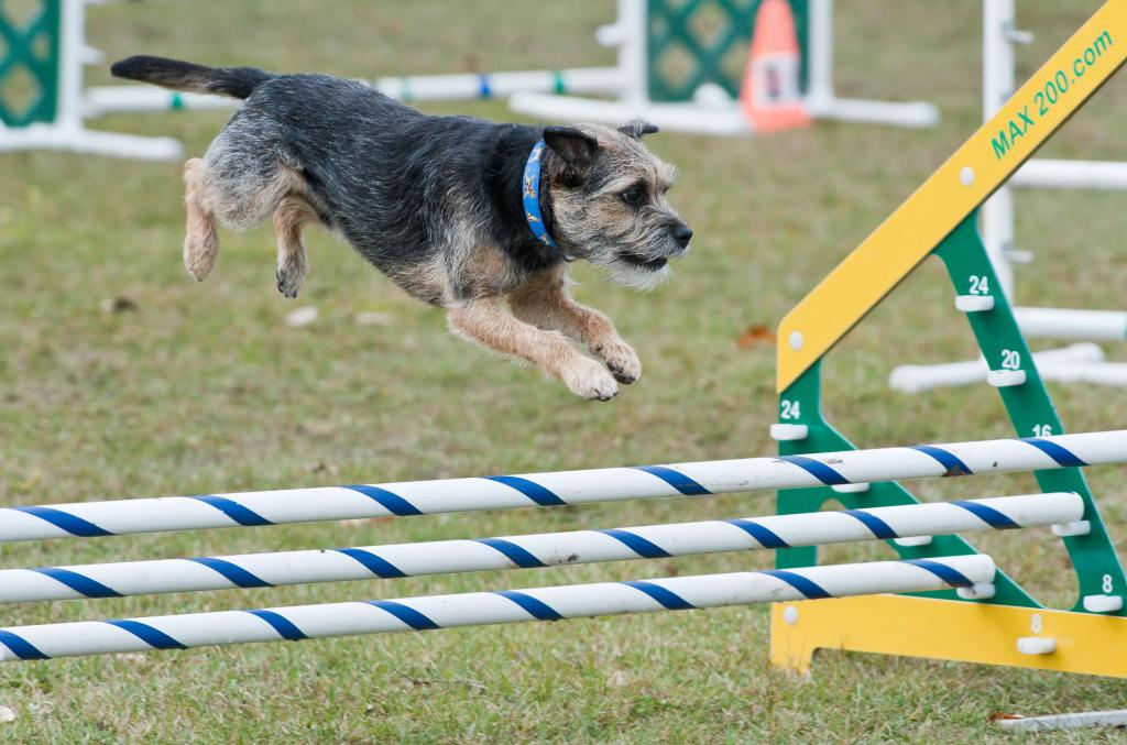 Border Terrier coinvolto nell'agilità
