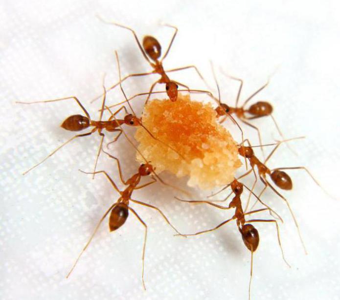 къде да купуват борна киселина от мравки