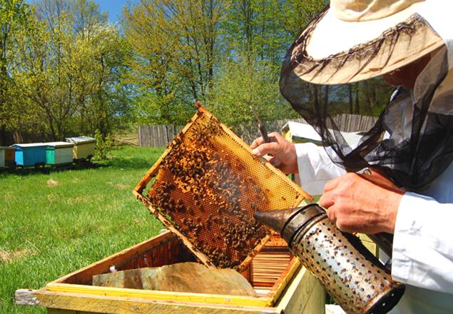 Co je včelařství odlišná od včelařství?