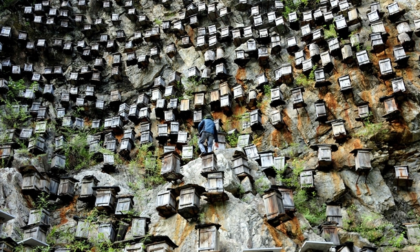 apicoltura in Cina