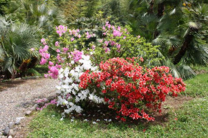 Botanical Garden Batumi opinie
