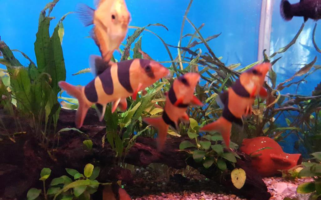 akvarijske ribe se borijo proti klovnu