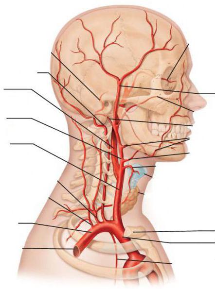 obostrano skeniranje brahiocefalnih arterija