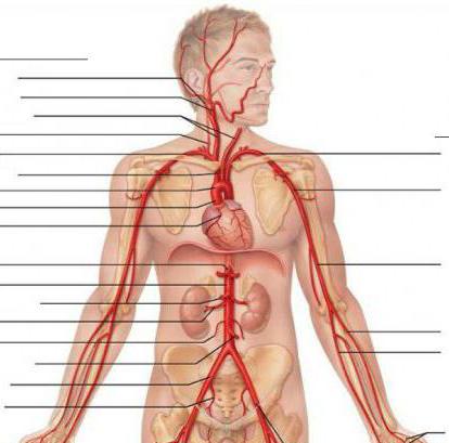ekstrakranijalna područja brahiocefalnih arterija