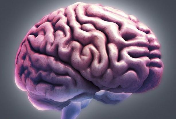 мозъчна структура